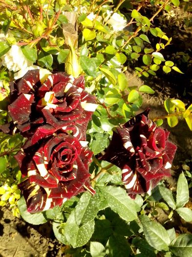 nr 19 - 0 TRANDAFIRI DIMOV 2016