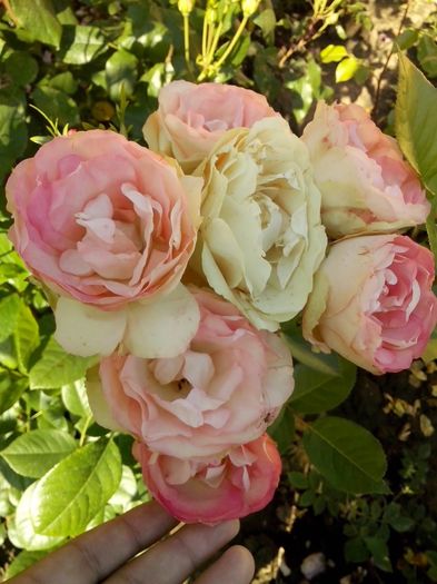 13320953_960341947445633_2441690212162219355_o - 0 TRANDAFIRI 2016