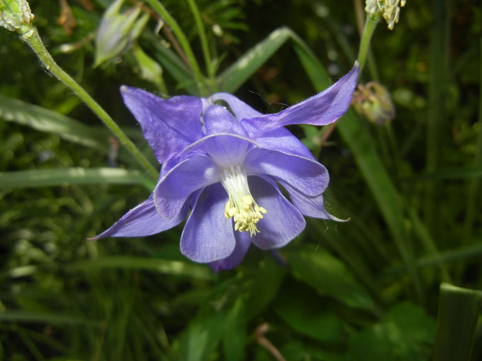 Aquilegia Blue (2016, April 29)