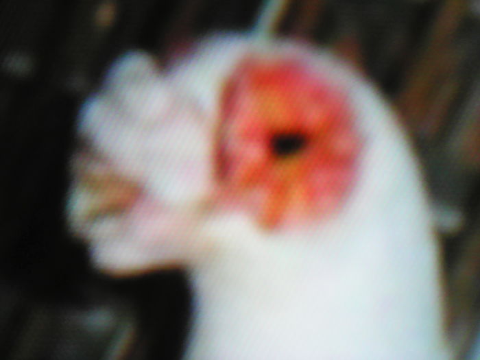 IMG_20160605_205930 - SELECTIV