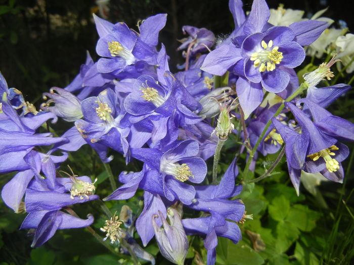 Aquilegia Blue (2016, April 29) - Aquilegia Blue