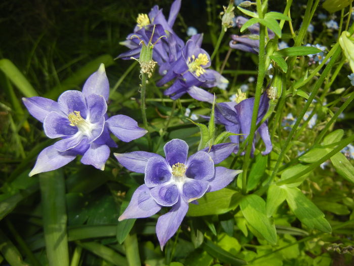 Aquilegia Blue (2016, April 29) - Aquilegia Blue