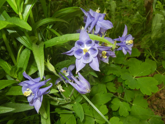 Aquilegia Blue (2016, May 02) - Aquilegia Blue