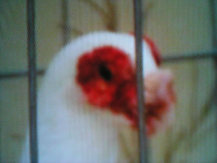 IMG_20160605_151644 - SELECTIV