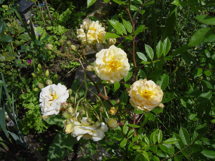 ghiseline de feligonde