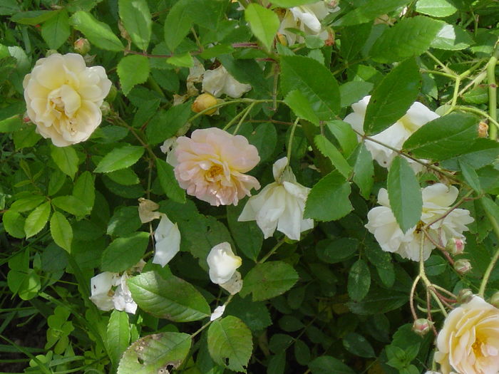 ghiseline de feligonde