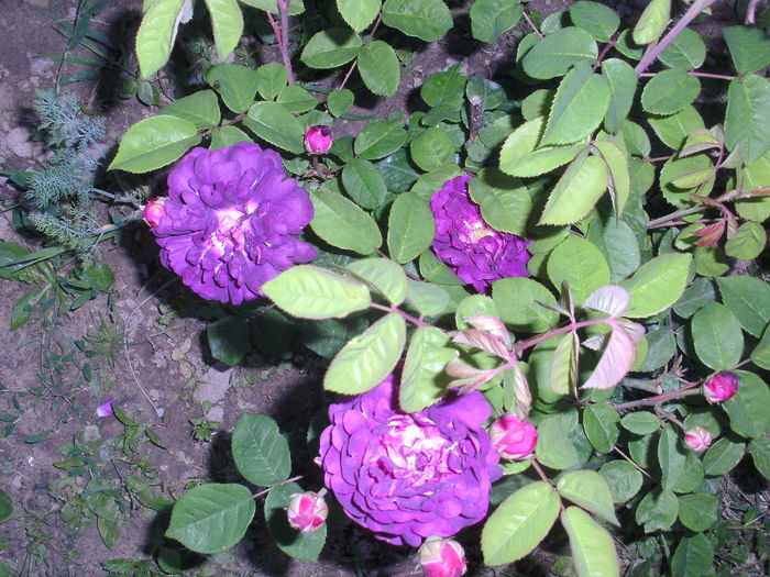 cardinal de richelieu