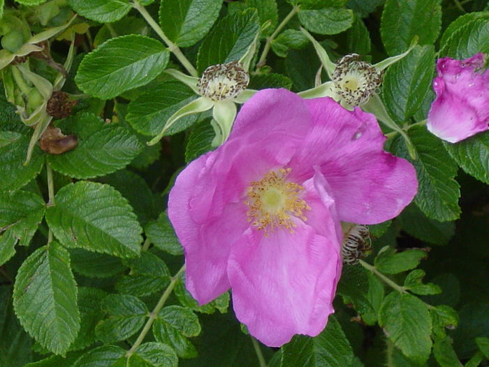 rosa rugosa