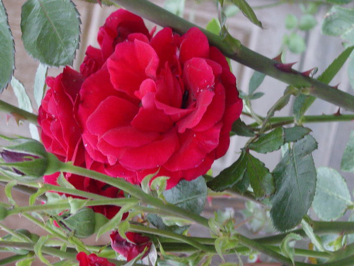 DSC00236 - trandafiri2016