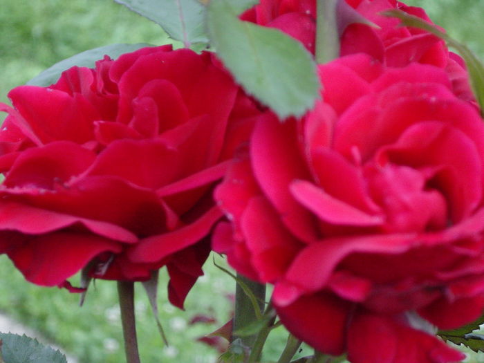 DSC00237 - trandafiri2016