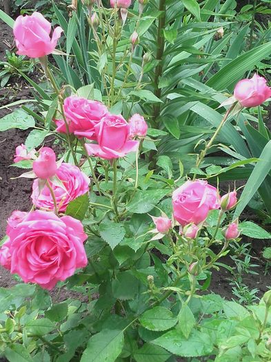 2 Roz pitic cu floare mare - Rog indentificare