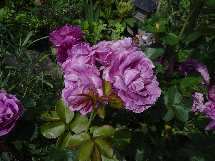 minerva - trandafiri2016