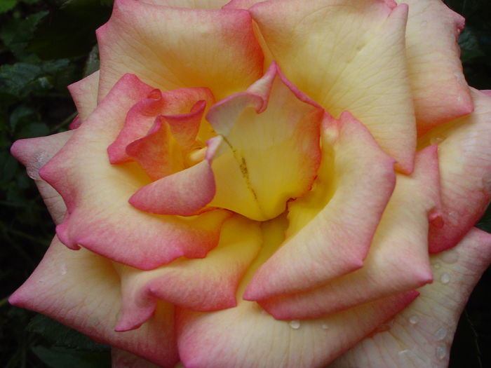 DSC00119 - trandafiri2016