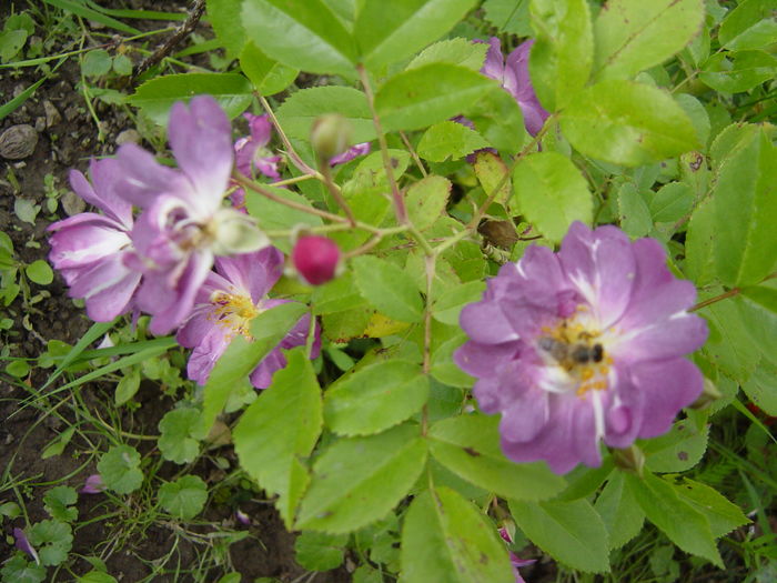 DSC00122 - trandafiri2016