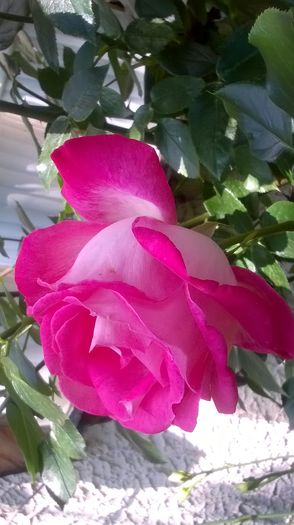 WP_20160605_12_46_45_Pro