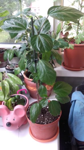 hibiscus rosu simplu 15 lei