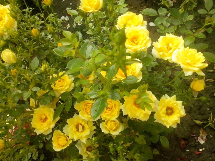 yellow fairy - 0 TRANDAFIRI 2016