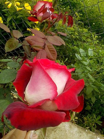 osiria - 0 TRANDAFIRI 2016