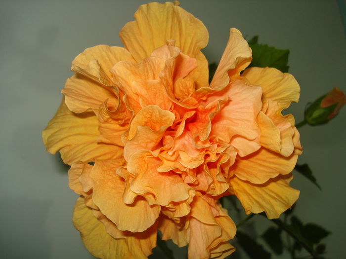 DSC08206 - FLORI 2016
