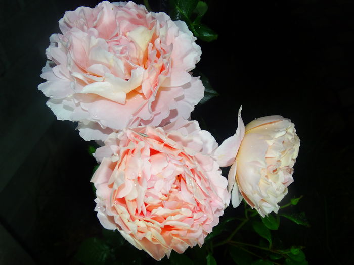 DSC09957 - Abraham Darby