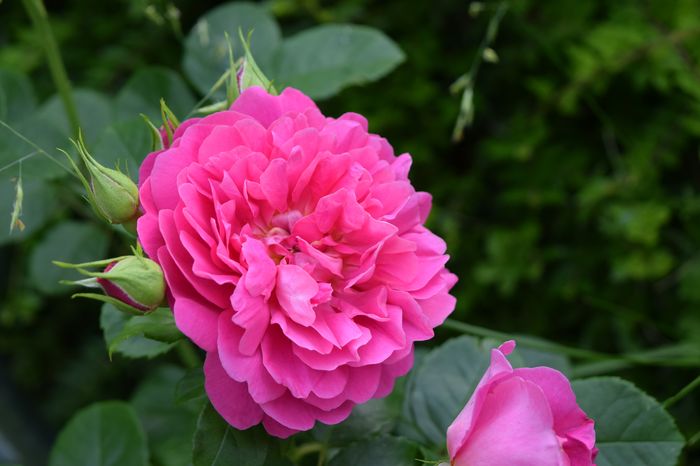 Princess Anne este ciclam nidecum lila ! Prima floare.. - 2016 Trandafiri_Iunie