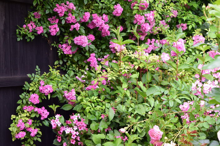 Dorothy Perkins - 2016 Trandafiri_Iunie