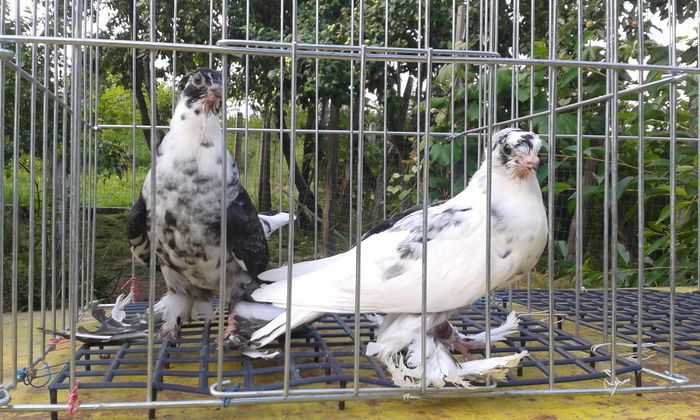 perechea 5 - Pui uzbeci -  2016