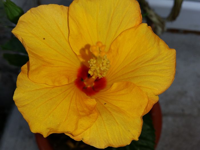 06 Iun.2016 - hibiscus