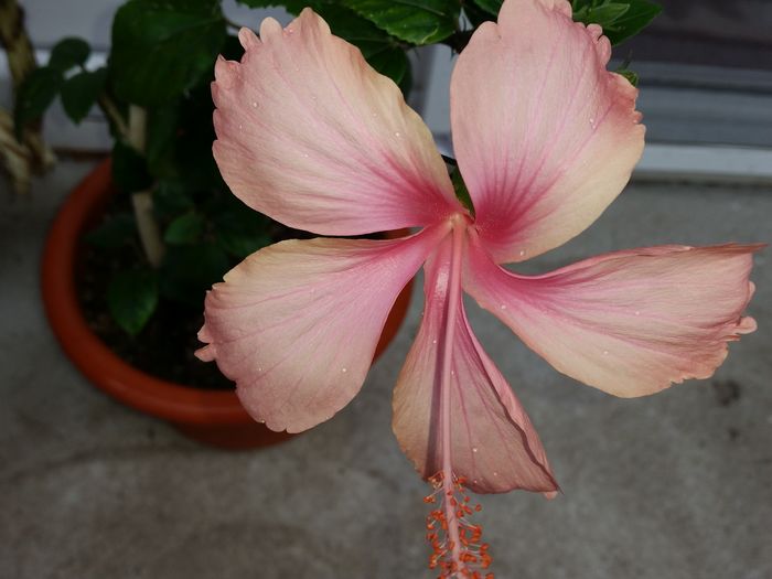  - hibiscus