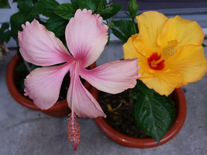  - hibiscus