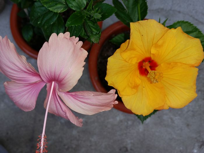  - hibiscus
