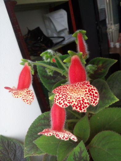 kohleria