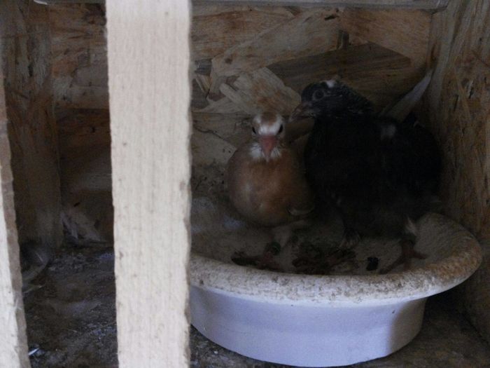 13405313_10209558173333876_29060569_o