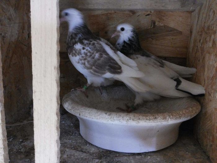 13383662_10209558173133871_1734598197_o