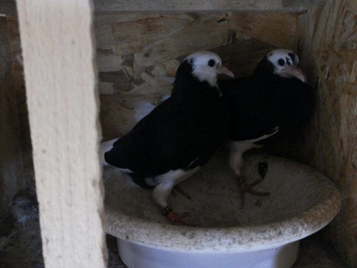 13351142_10209558173093870_167692173_o