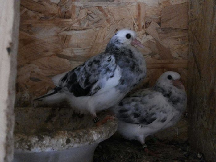 13383434_10209558173053869_345409607_o