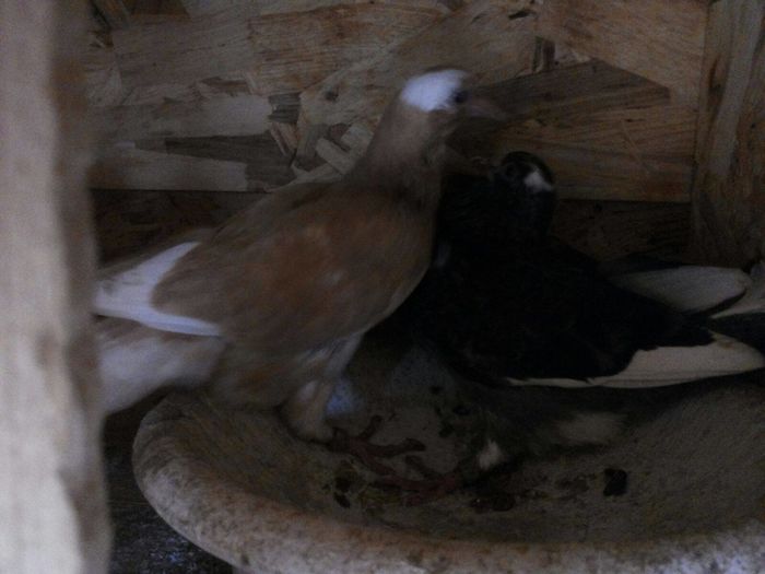 13383839_10209558173013868_2021123369_o