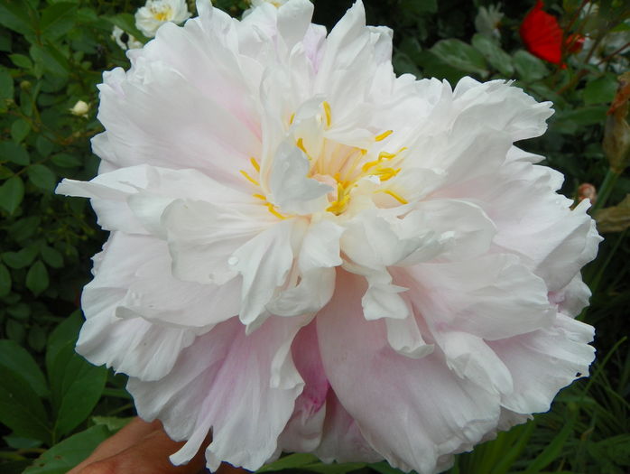 Lady Alexandra Duff