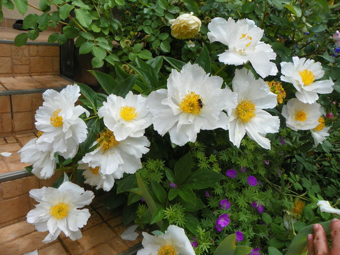 Krinkled White