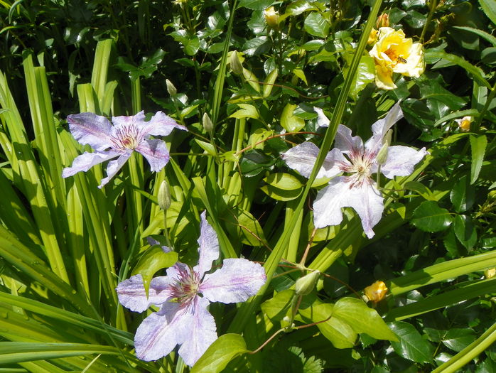 Teksa - Clematite 2016