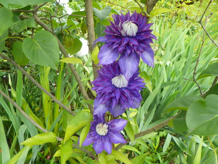 Multiblue - Clematite 2016