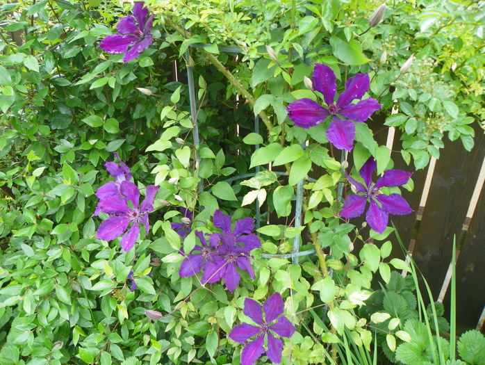 Honora - Clematite 2016