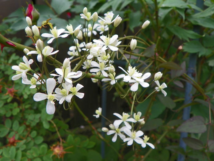 clematis recta purpurea - Clematite 2016