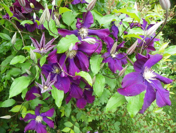 Warszawska Nike - Clematite 2016