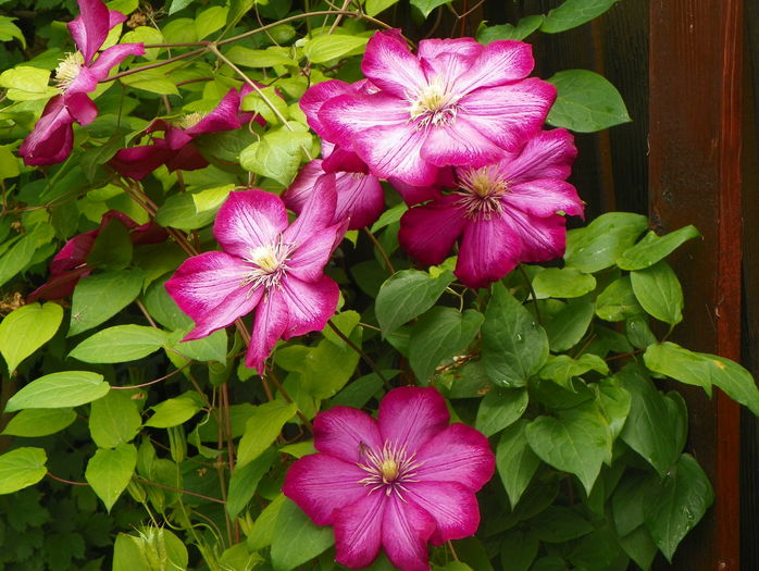 Ville de Lyon - Clematite 2016