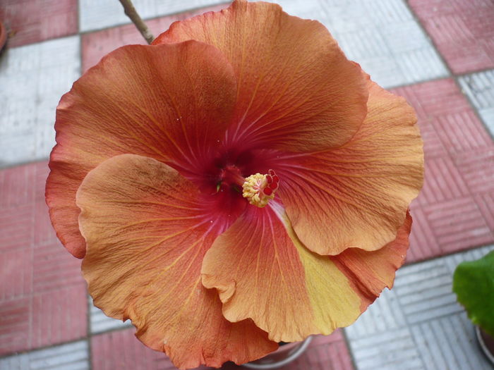 P1270115 - HIBISCUSI 2016-2