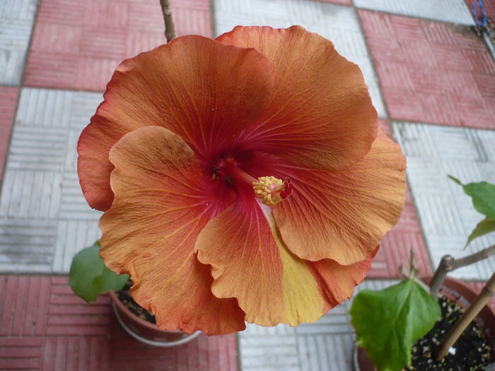 P1270117 - HIBISCUSI 2016-2