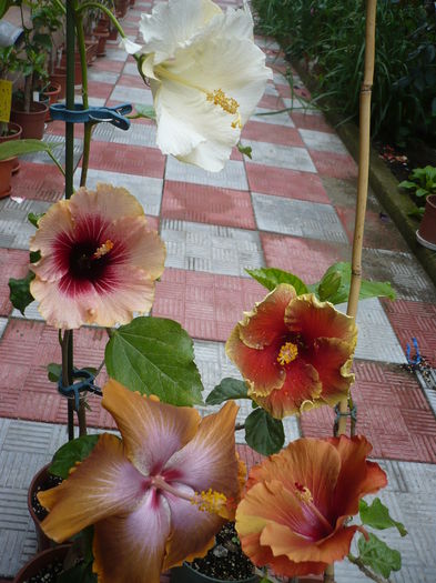 P1270119 - HIBISCUSI 2016-2