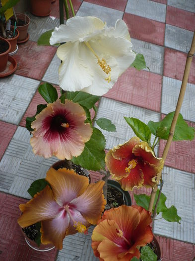 P1270121 - HIBISCUSI 2016-2