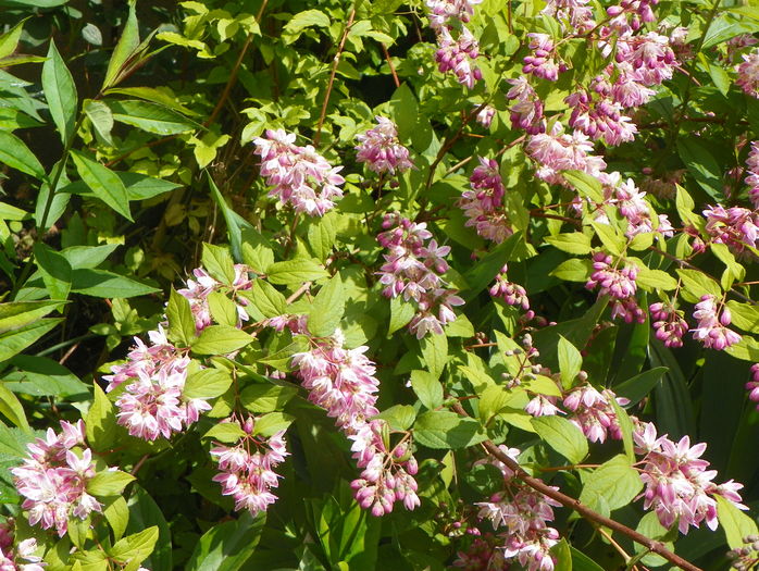 deutzia Strawberry Fields - Copacei si arbusti 2016